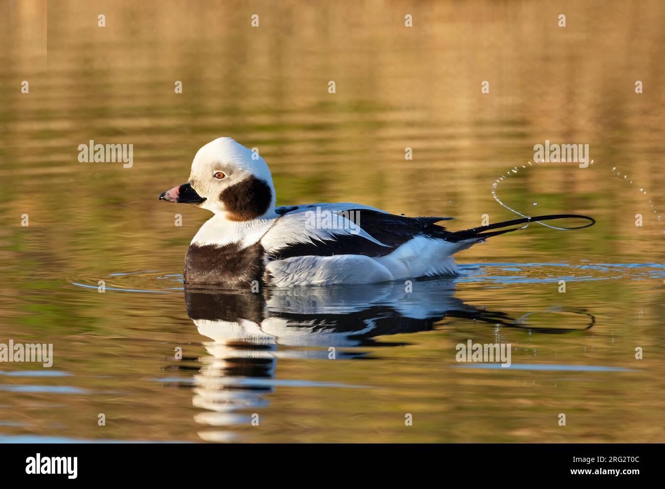 Eine wunderschöne drake Langschwanzente (Clangula hyemalis) bietet Nahaufnahmen im frühen Morgenlicht. Dieser Vogel befindet sich normalerweise in den Niederlanden Stockfoto