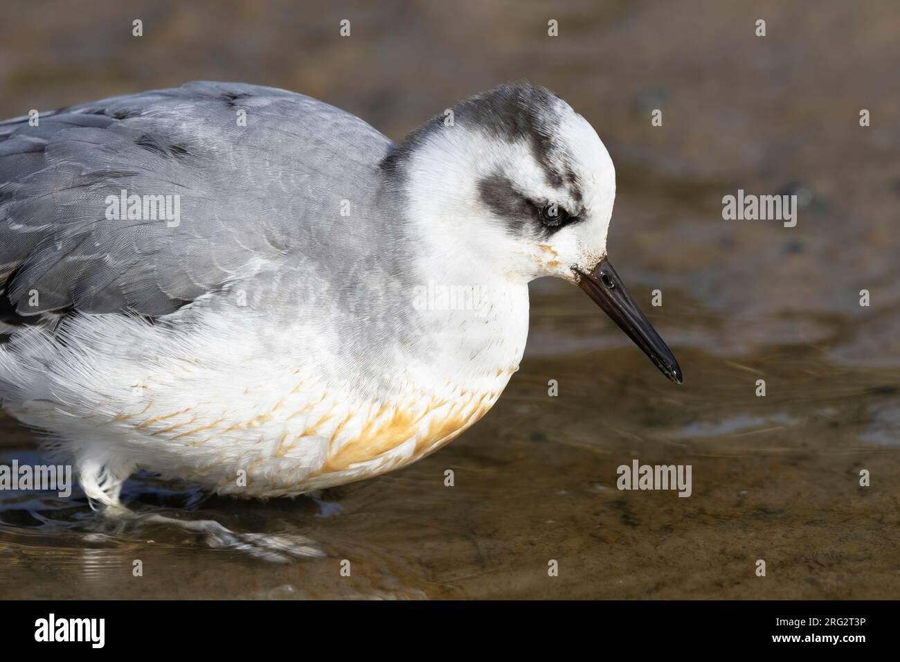 Eine graue Phalarope (Phalaropus fulicarius) bietet erstaunliche Nahaufnahmen, während Sie im ausgedehnten Brachsystem The Slufter on Texel auf der Suche nach Nahrung sind Stockfoto