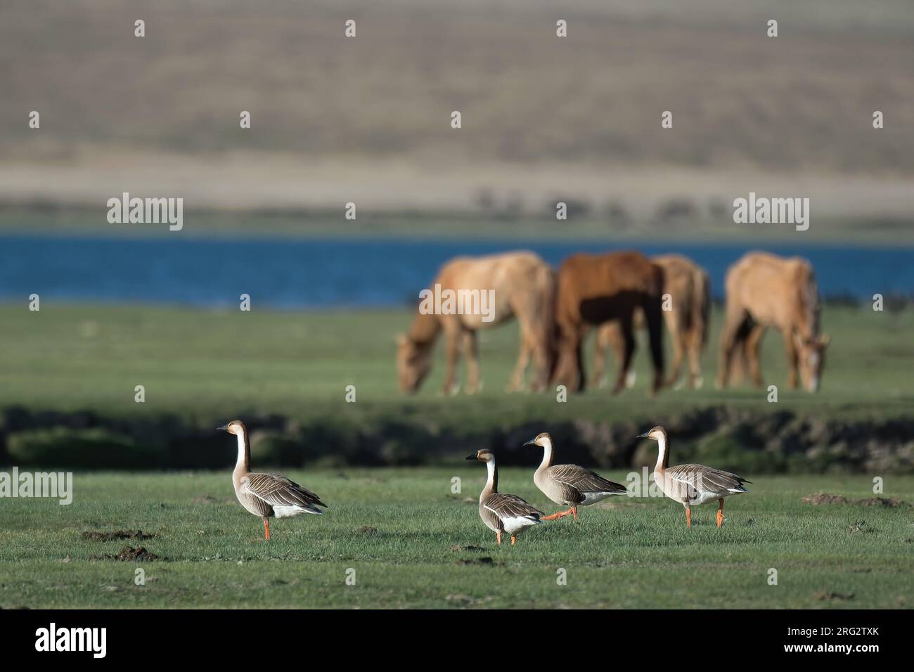 Vier Schwanengänse (Anser cygnoides) auf mongolischer Steppe, Pferde und ein See im Hintergrund Stockfoto