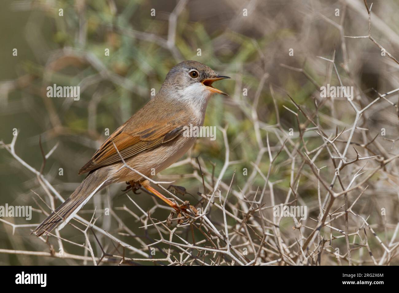 Spectacled Warbler - Brillengrasmücke - Sylvia conspicillata ssp. conspicillata, Marokko, 2. cy Männlich Stockfoto