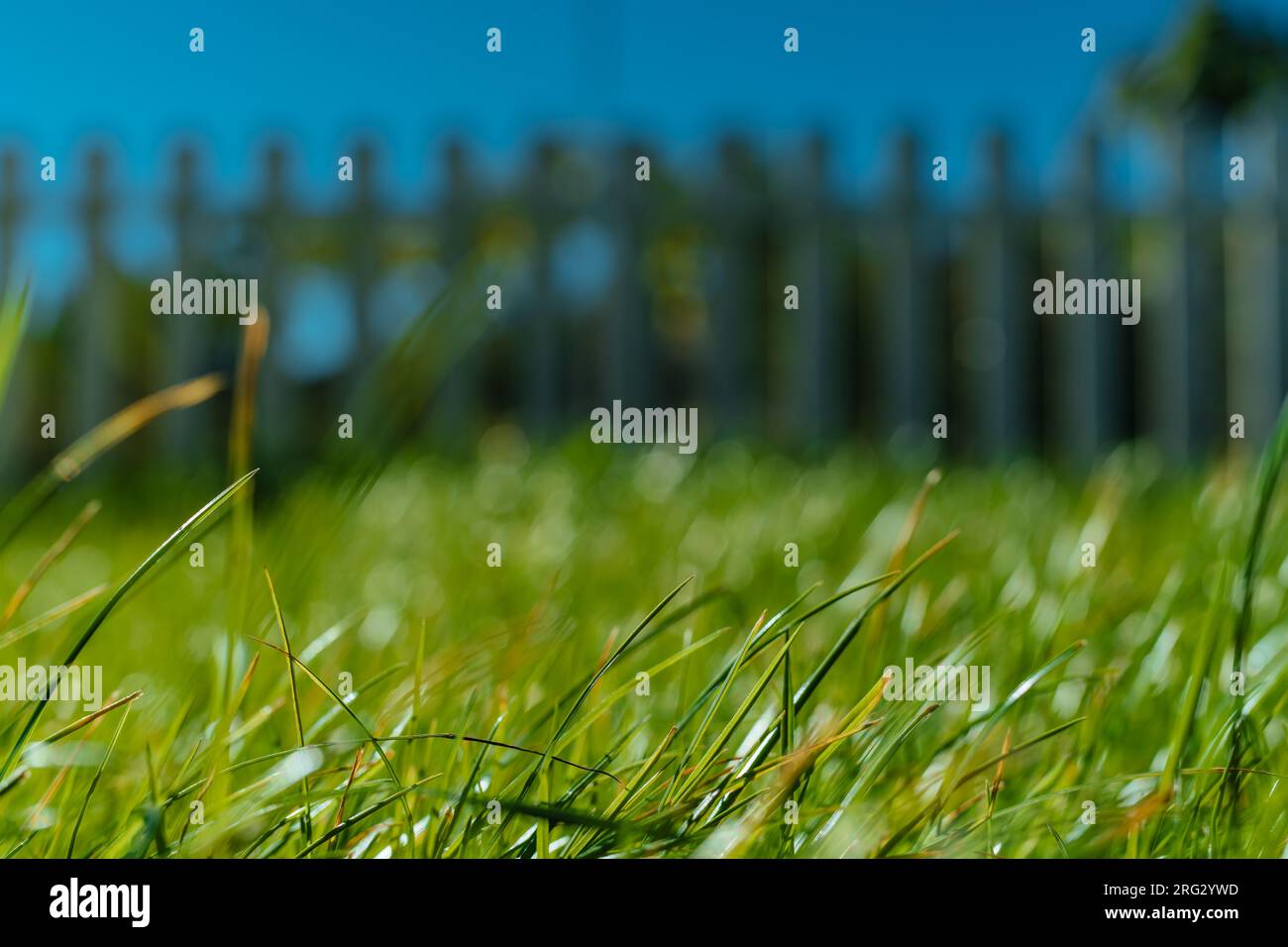 Grüner Rasen im Garten, Nahaufnahme Stockfoto