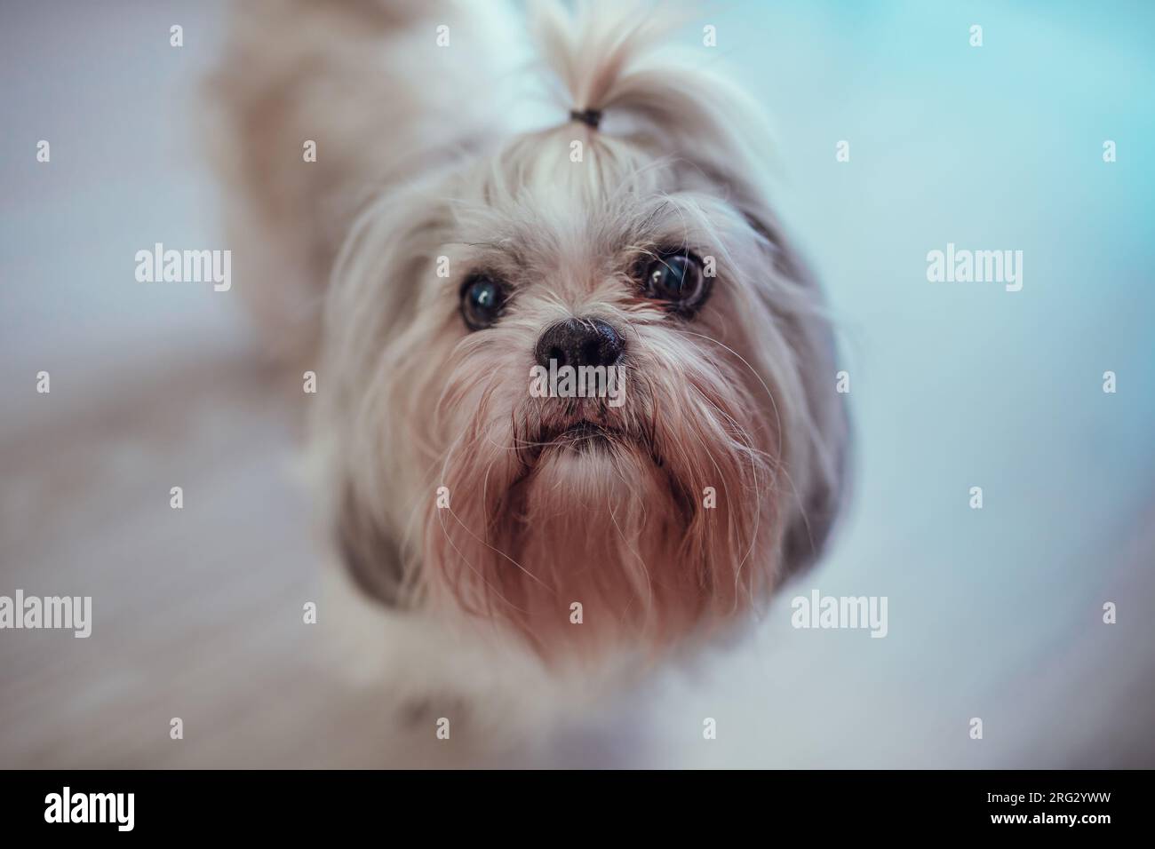 Süßes Shih-Tzu-Hundeporträt aus der Nähe Stockfoto