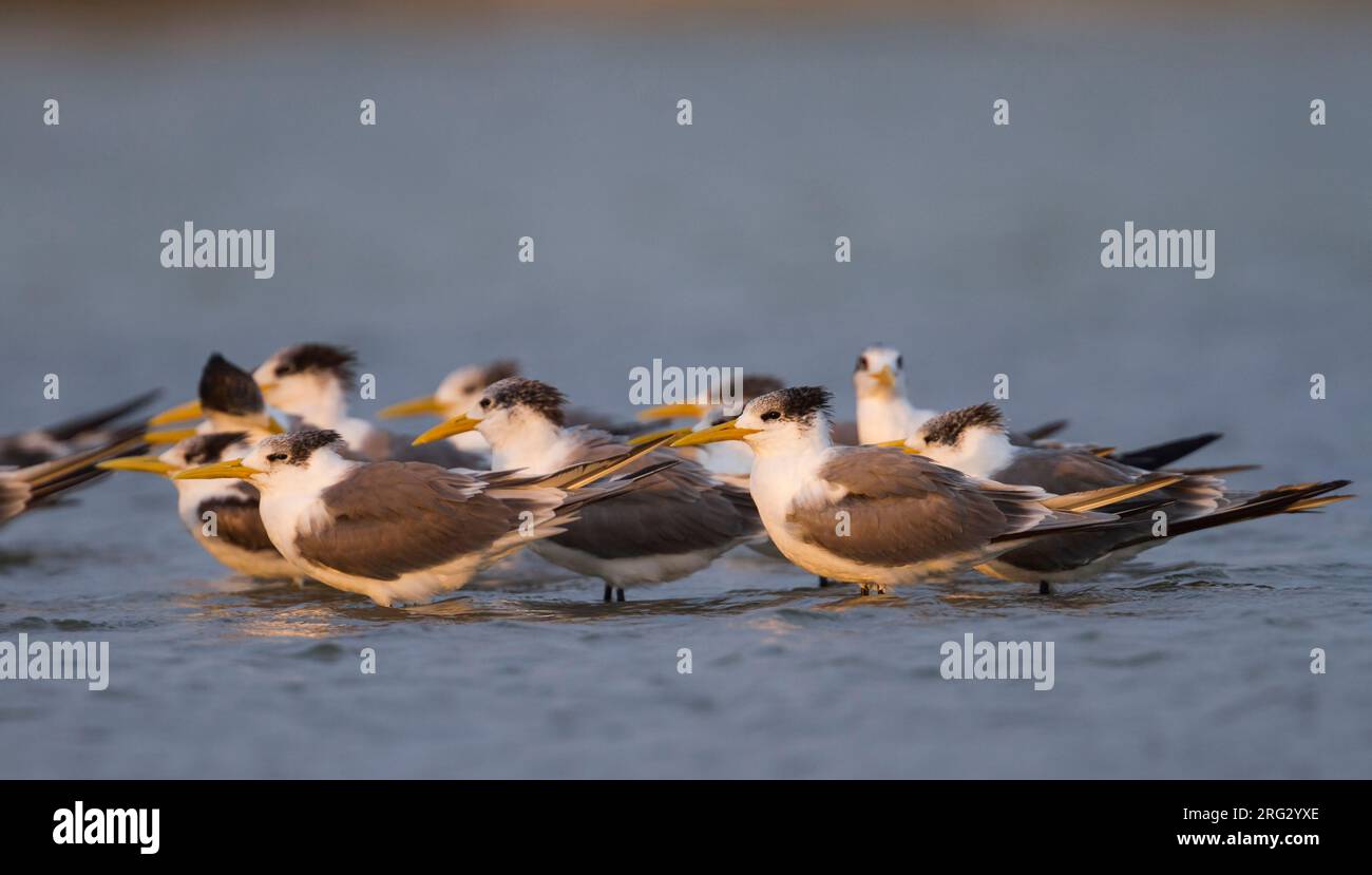 Mehr Crested Tern-Eilseeschwalbe-Thalasseus bergii Velox, Oman Stockfoto