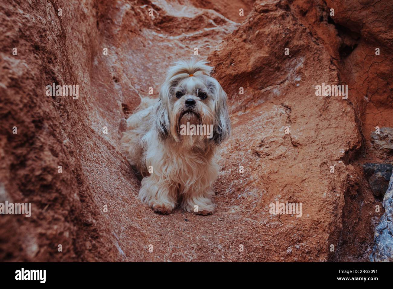 Langhaariger Shih-Tzu-Hund in den Bergen Stockfoto