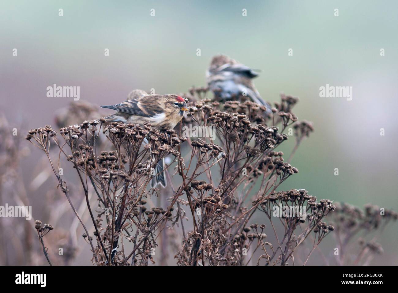 Weniger Redpoll - Alpen-Birkenzeisig - Carduelis cabarett, Deutschland Stockfoto