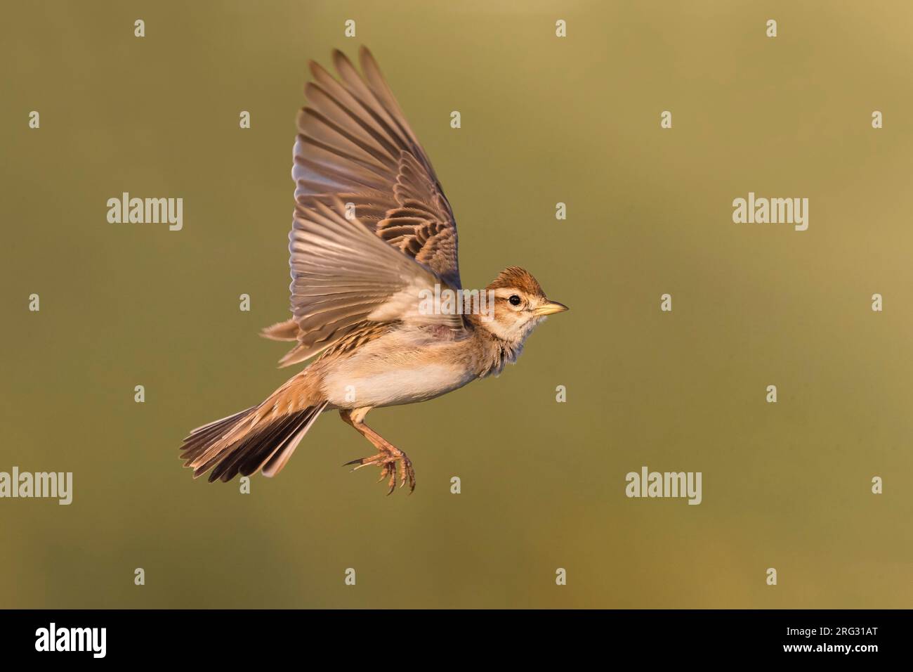 Grosser Kurzzehenlank (Calandrella brachydactyla) im Flug in Italien. Stockfoto