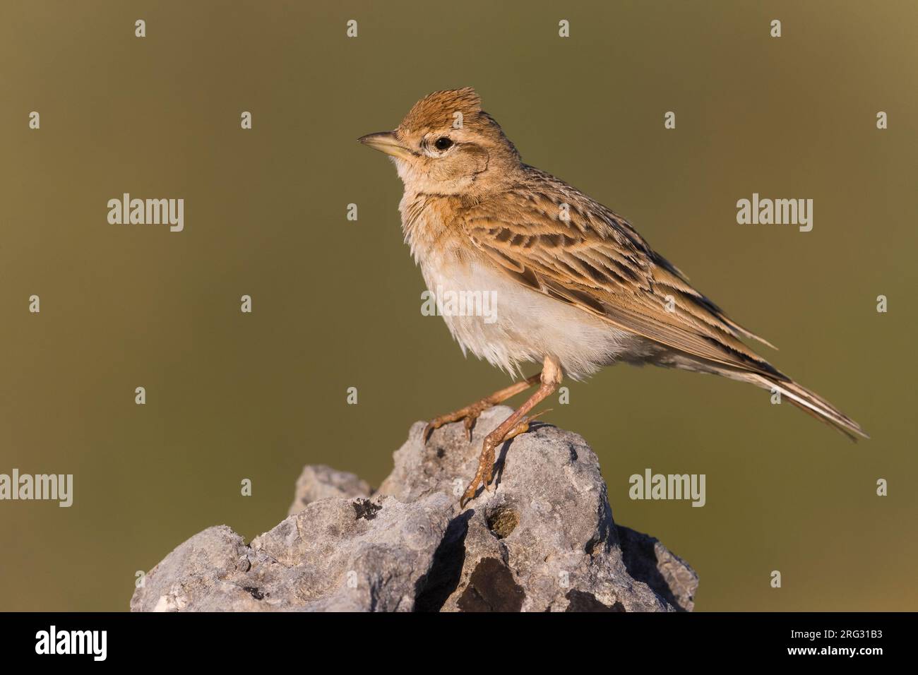 Erwachsener Grosser Kurzzehenreich, Calandrella brachydactyla, im Frühling in Italien. Stockfoto