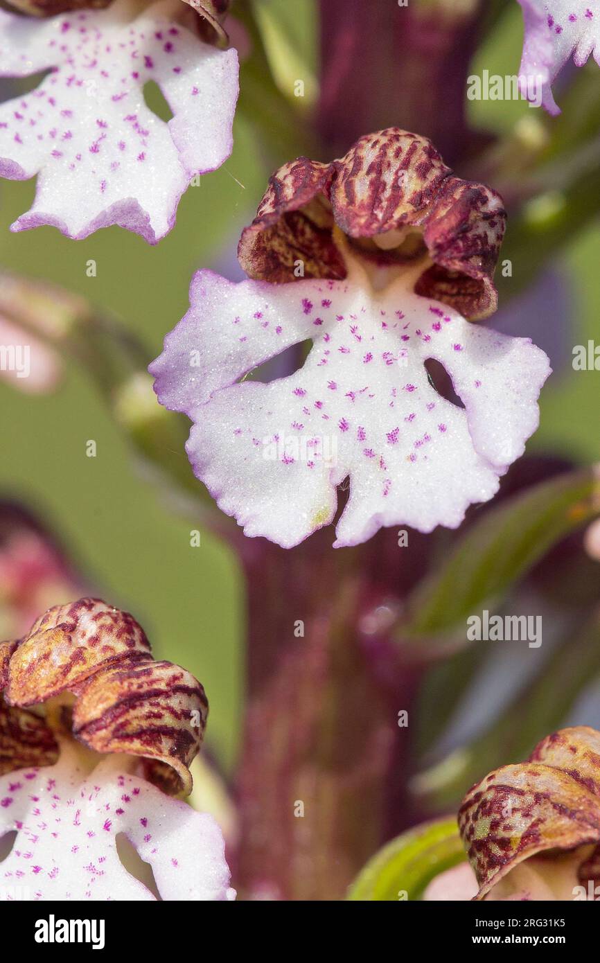 Orchidee; Orchis purpurea Stockfoto