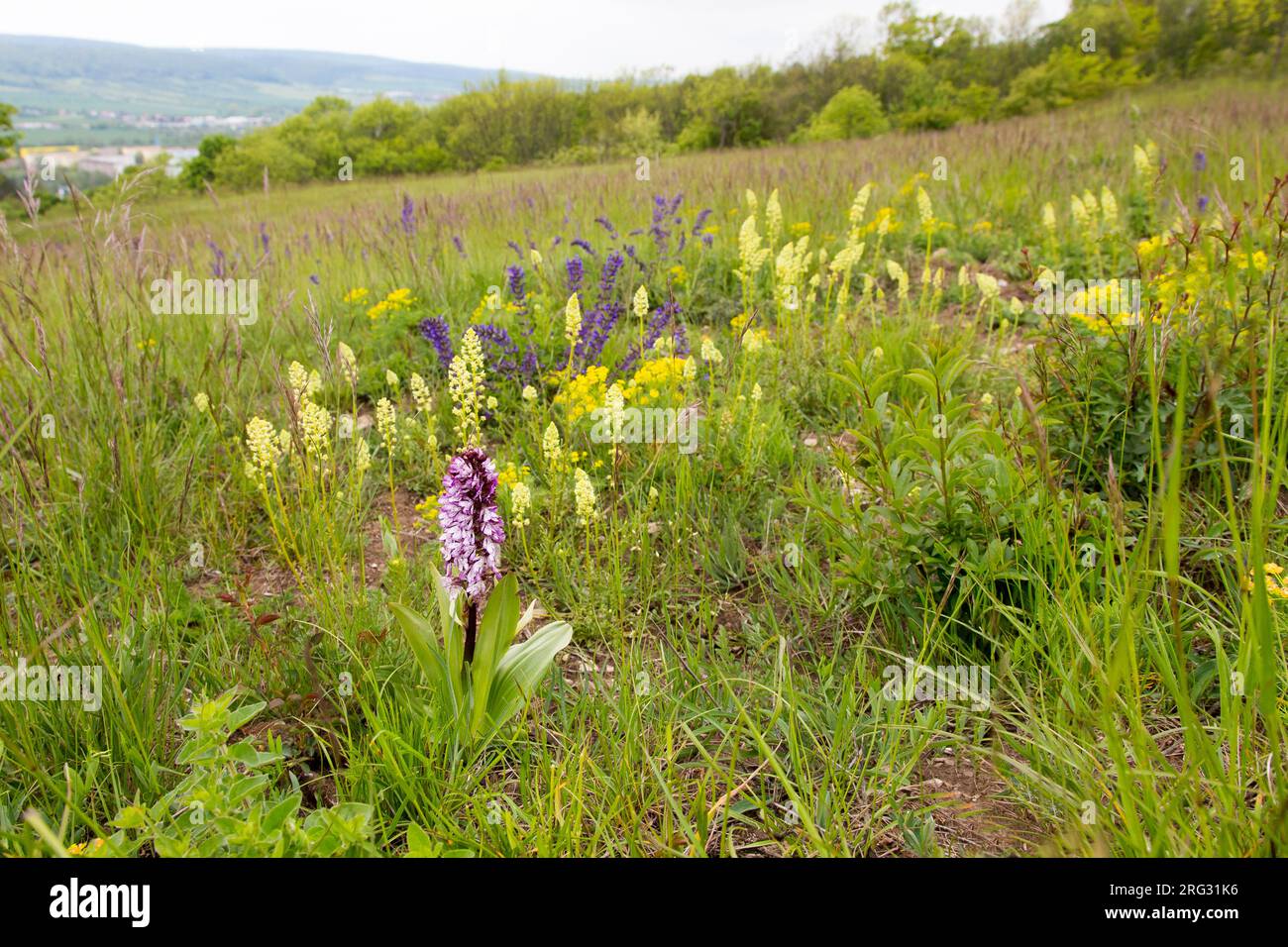 Orchidee; Orchis purpurea Stockfoto