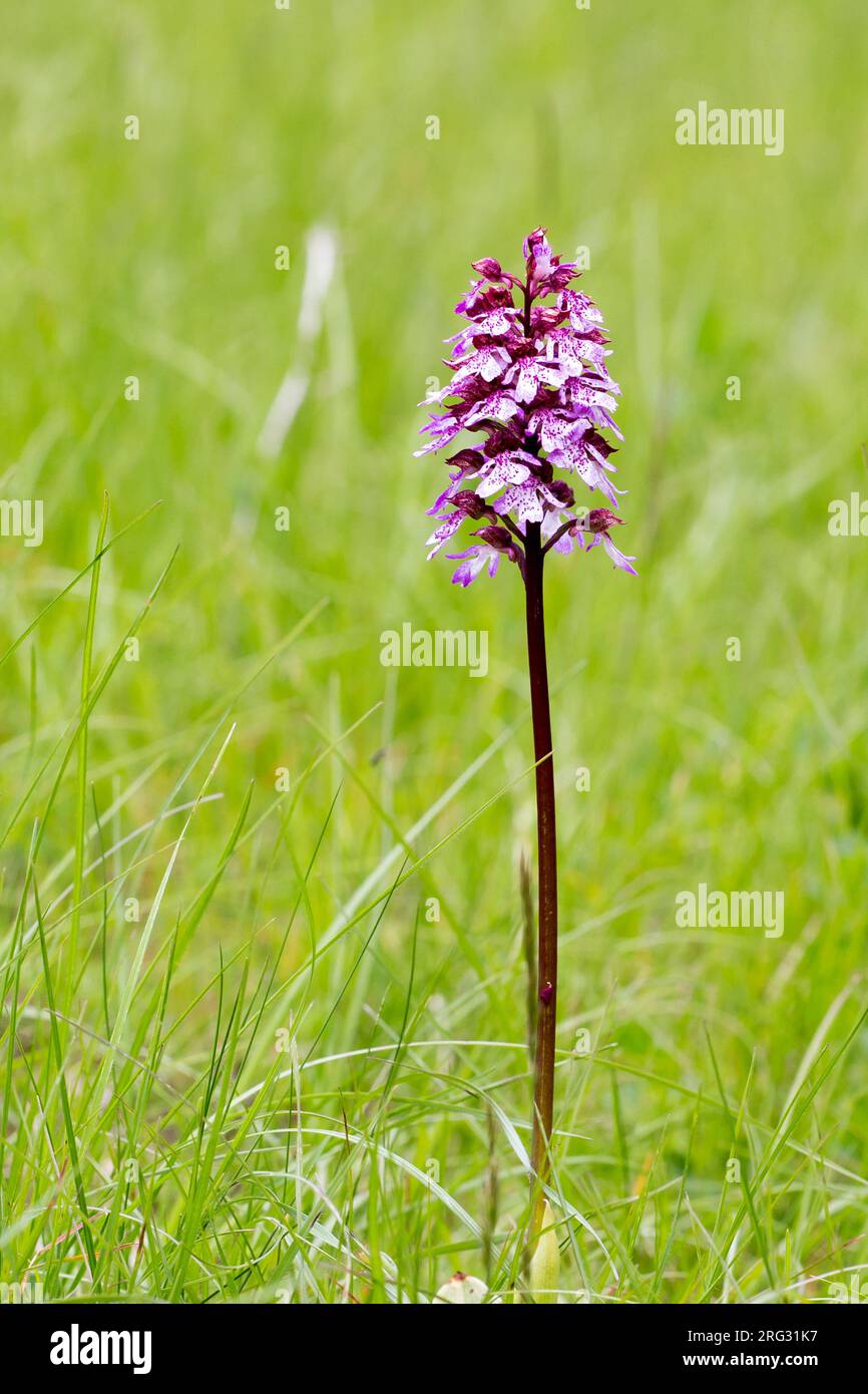 Orchidee; Orchis purpurea Stockfoto