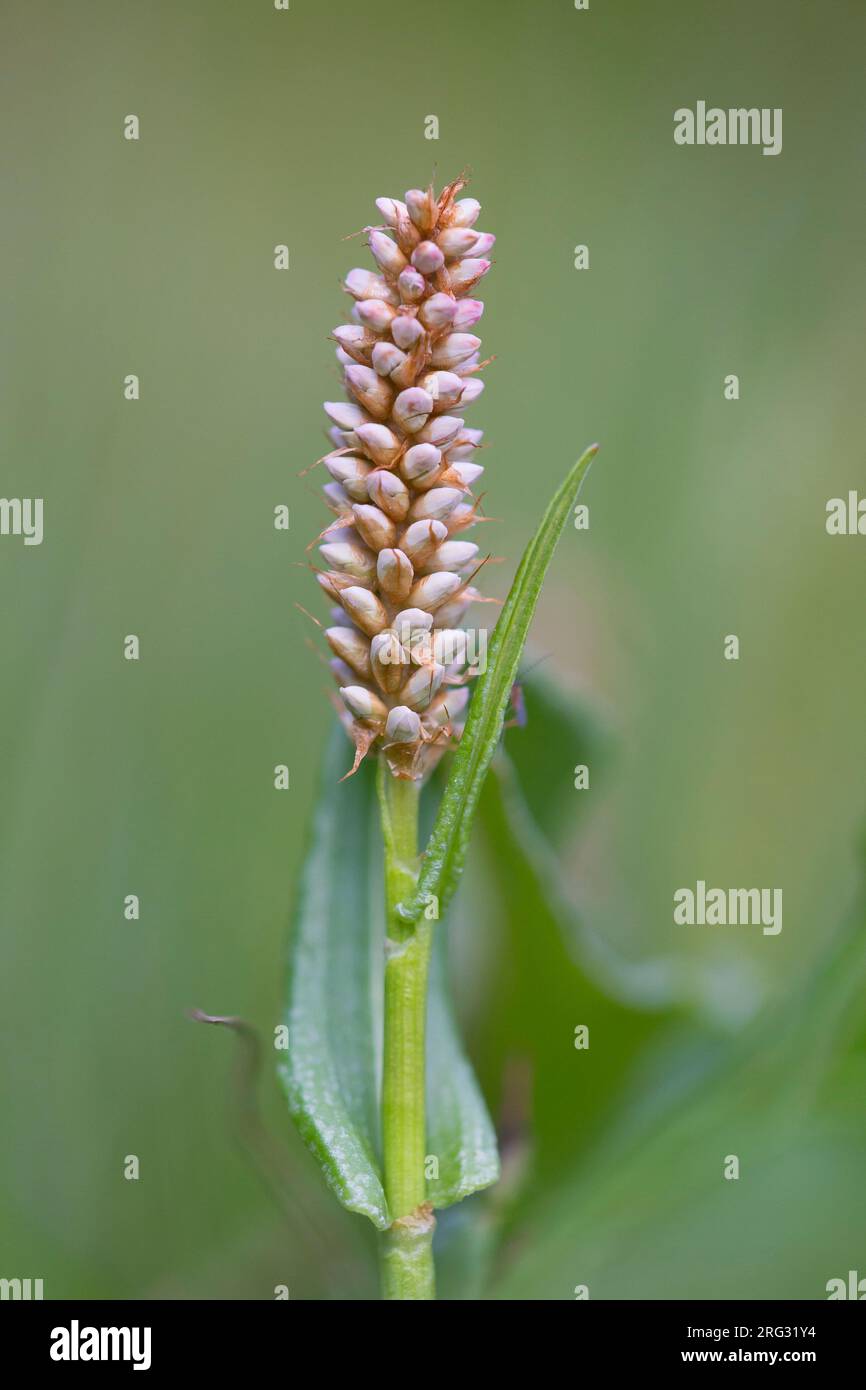 Vliesblume, Persikaria affinis Stockfoto