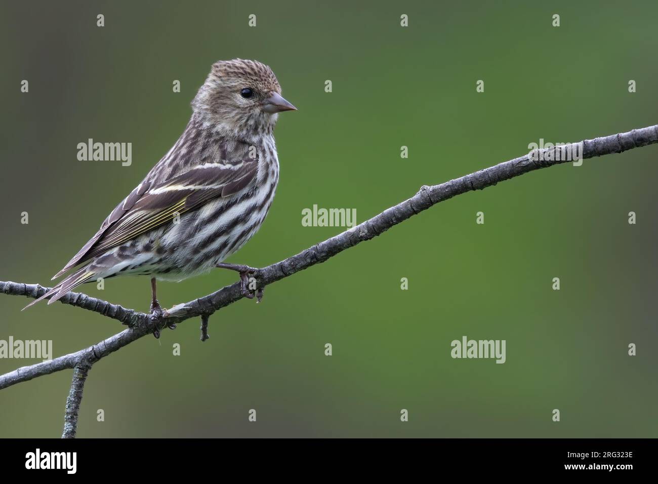 Pine Siskin (Spinus pinus) thront auf einem Ast Stockfoto