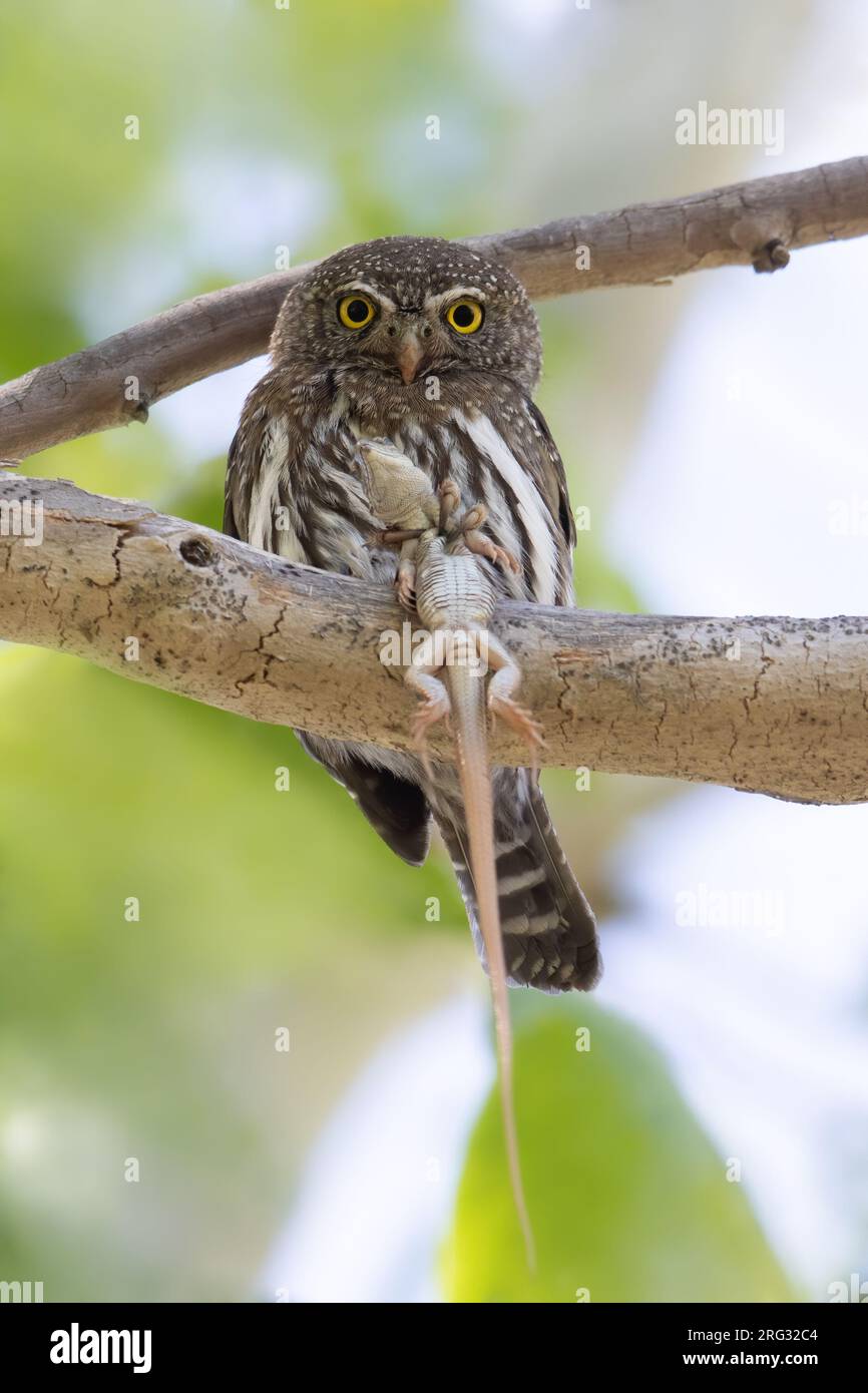 Bergkauz (Glaucidium gnoma) auf einem Ast Stockfoto