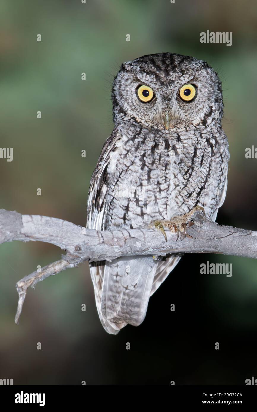 Whiskered Screech-Owl (Megascops trichopsis) in Nordamerika. Stockfoto