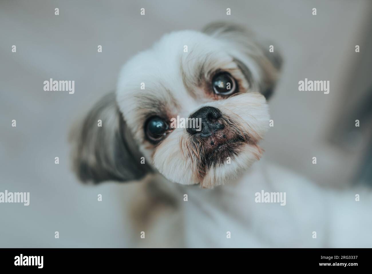 Shih-Tzu-Hund fragt den Besitzer etwas zu essen Stockfoto