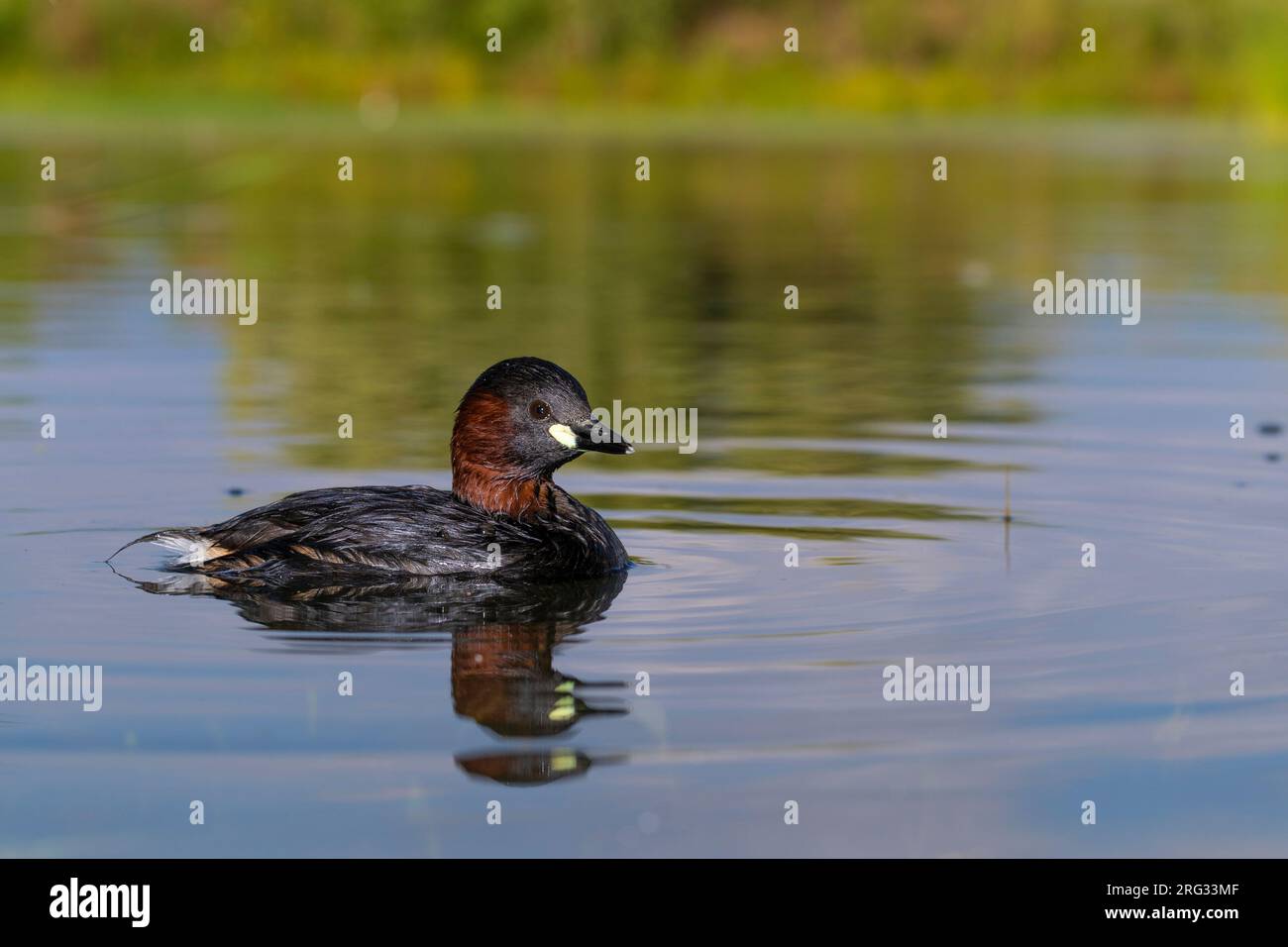 Zwergtaucher (Tachybaptus ruficollis), Seitenansicht eines Erwachsenen in einem Teich, Kampanien, Italien Stockfoto