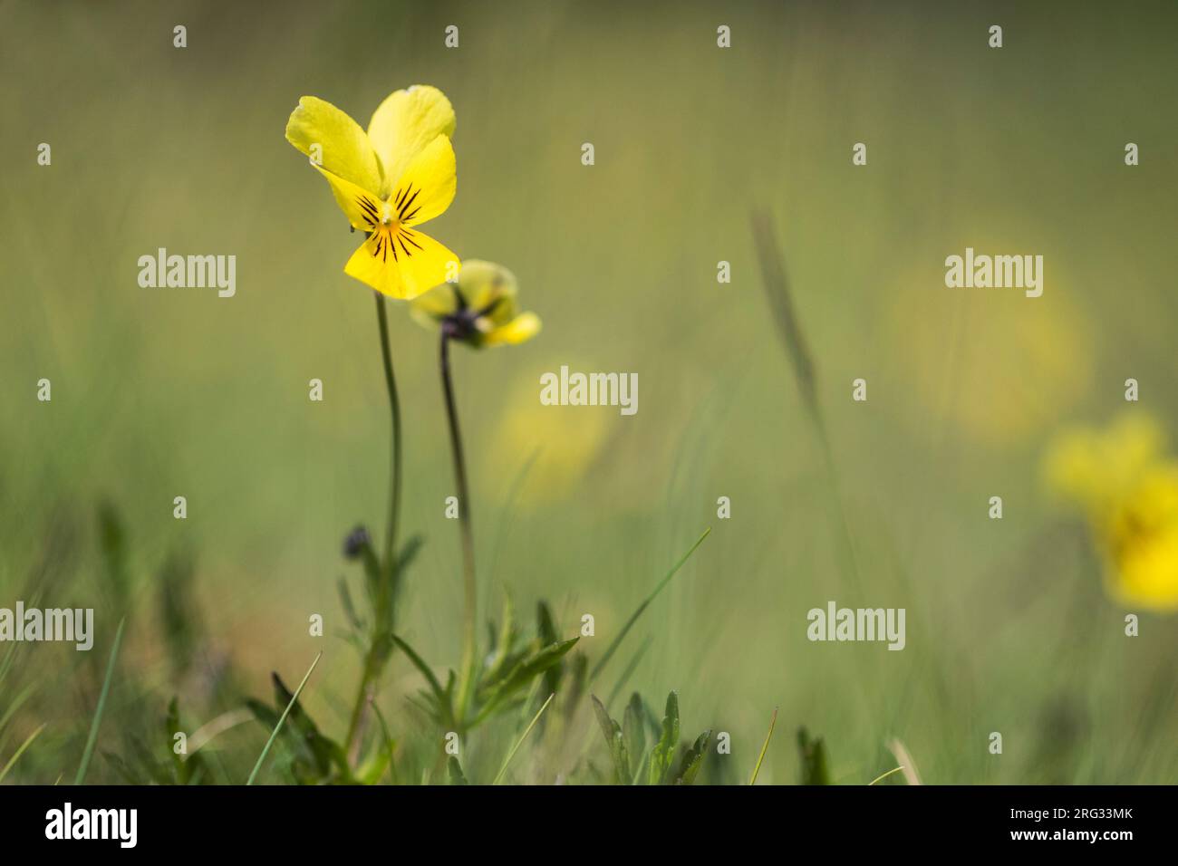 Mountain Pansy, Viola lutea subsp. Calaminaria Stockfoto