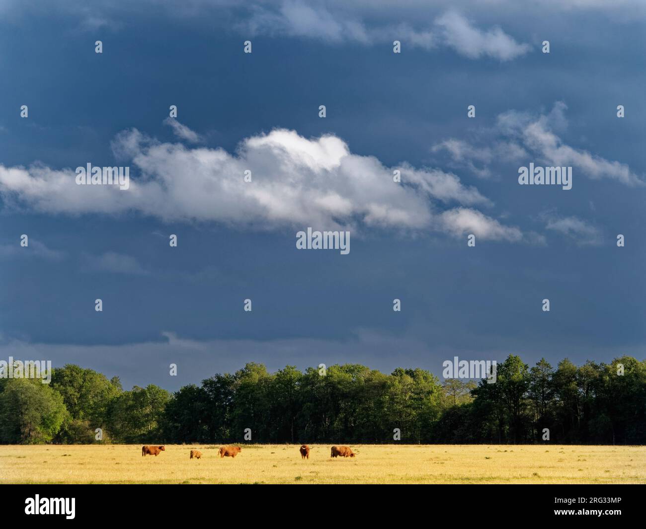 Oudemolense Veld mit Kühen auf einer sonnenbeleuchteten Wiese mit Regendusche aus der Ferne, Stockfoto