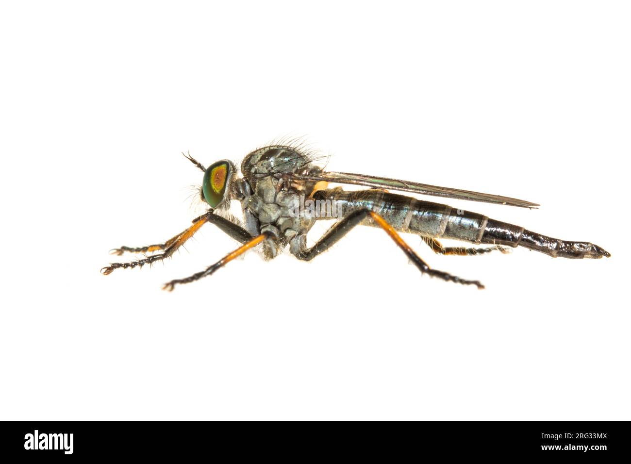 Gemeine Awl Robberfly, Bosrandroofvlieg, Neoitamus cyanurus Stockfoto