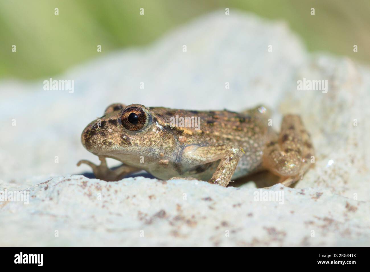 Petersilienfrosch (Pelodytes punctatus) nahm die 21/03/2019 in Rennes - Frankreich. Stockfoto