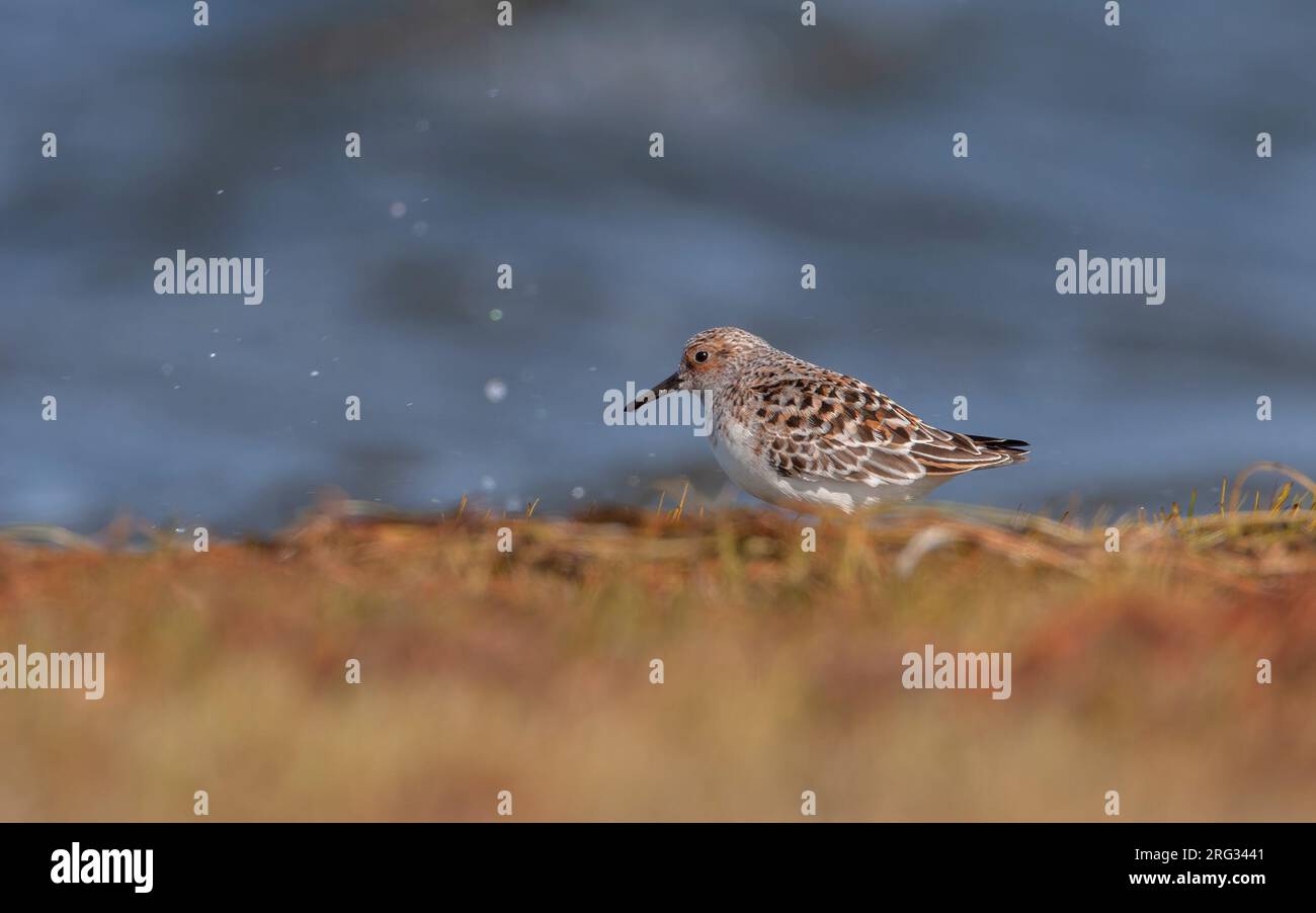 Ausgewachsener Sanderling (Calidris alba alba) in Zuchthupfergang am Wasserrand der Wiese in Island. Stockfoto