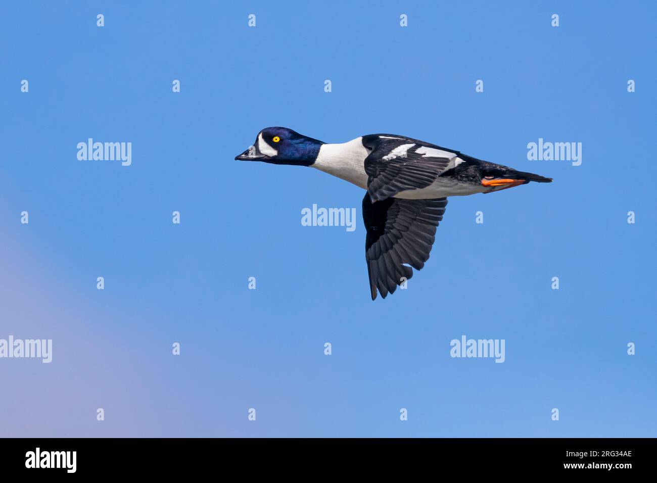 Drake Barrows Goldeneye (Bucephala islandica) im Flug in Island. Von der Seite gesehen. Stockfoto