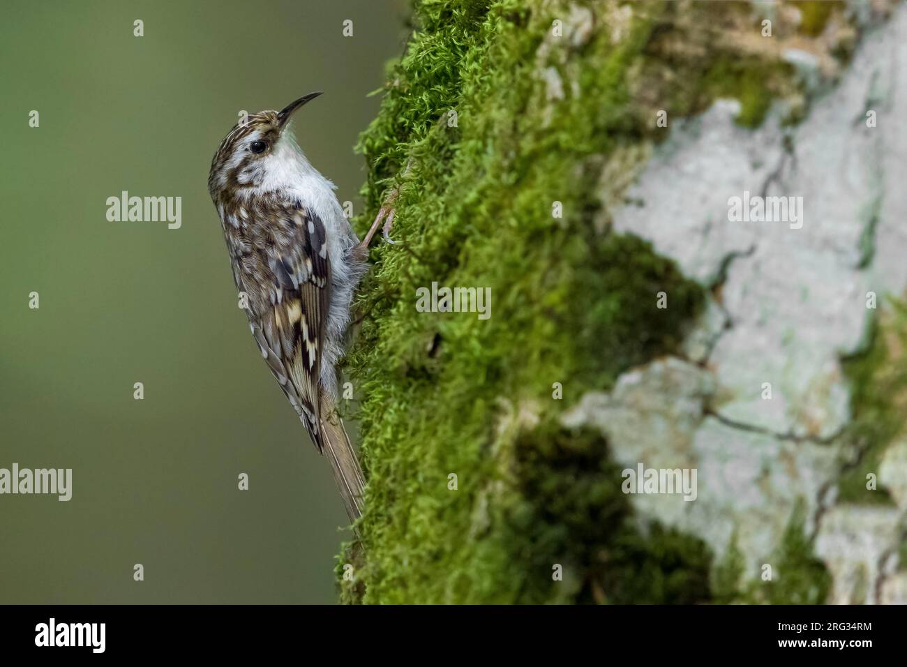 Eurasian Treecreeper; Certhia familiaris Stockfoto