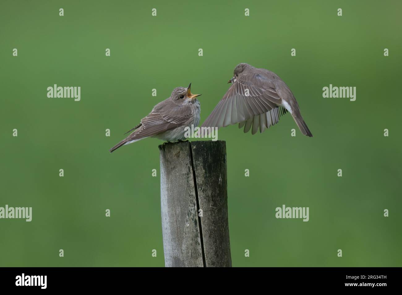 Fleckenfänger (Muscicapa striata), männliche Ernährung weiblich vor grünem Hintergrund Stockfoto