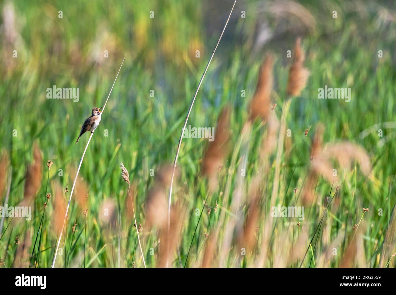 Der singende männliche Grossschildkröte (Acrocephalus arundinaceus) im Schilfbett in Bulgarien. Stockfoto