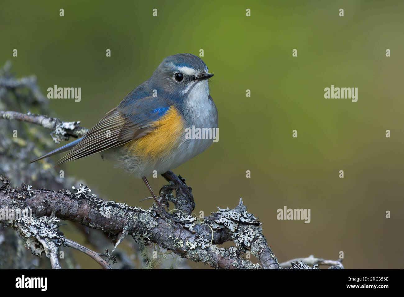 Rotflankenartige Blauzungenkrankheit (Tarsiger cyanurus), männlich auf einem mit Flechten überzogenen Ast mit farbenfrohem Hintergrund. Kuusamo, Finnland Stockfoto