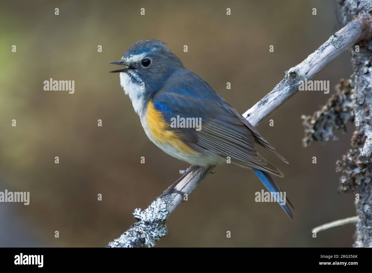 Rotflankenartige Blauzungenkrankheit (Tarsiger cyanurus), männlich auf einem mit Flechten überzogenen Zweig mit braunem Hintergrund. Kuusamo, Finnland Stockfoto