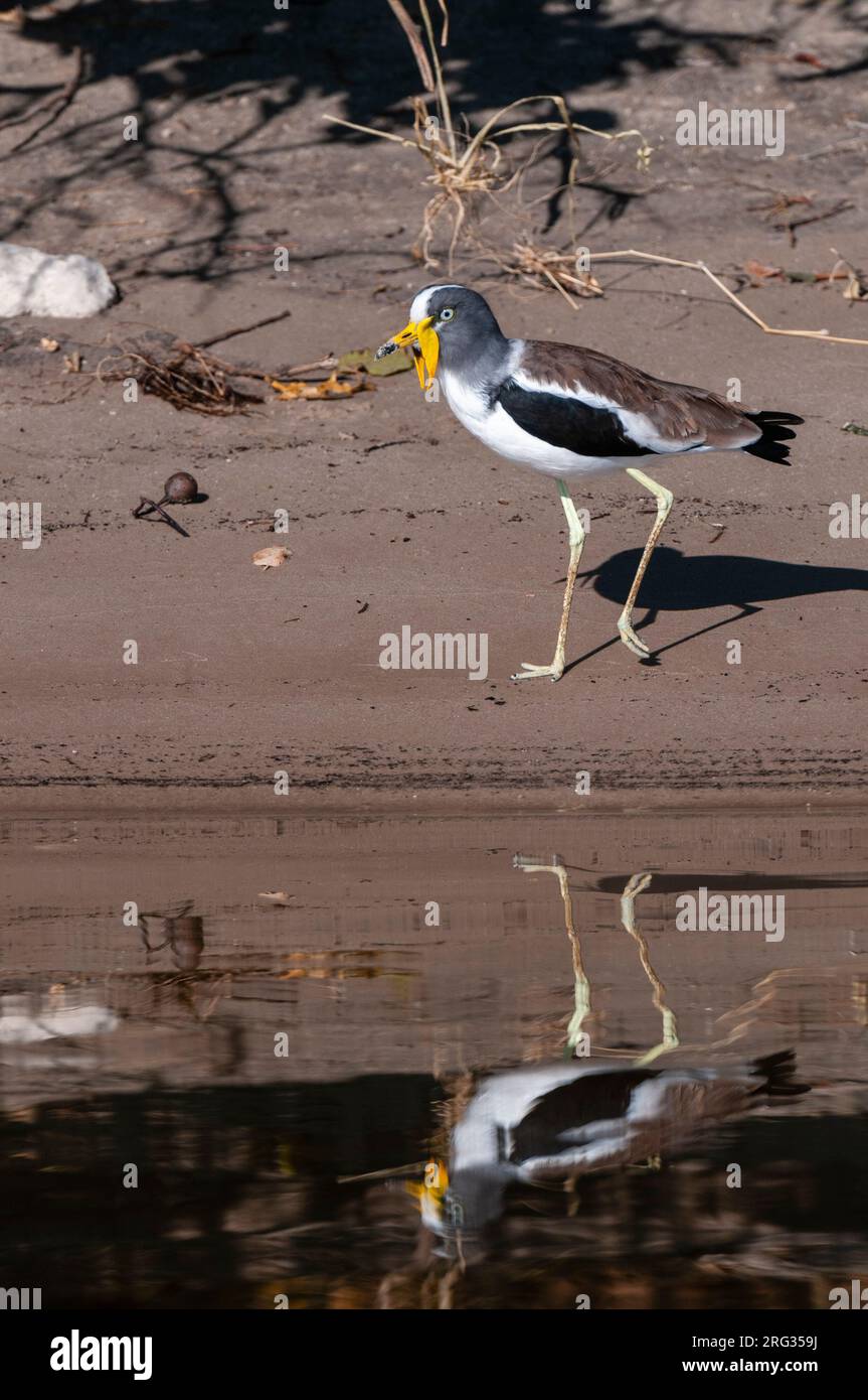 Porträt des weißkiebigen Kiebitz, Vanellus albiceps, am Rand des Wassers. Chobe River, Chobe National Park, Kasane, Botswana. Stockfoto