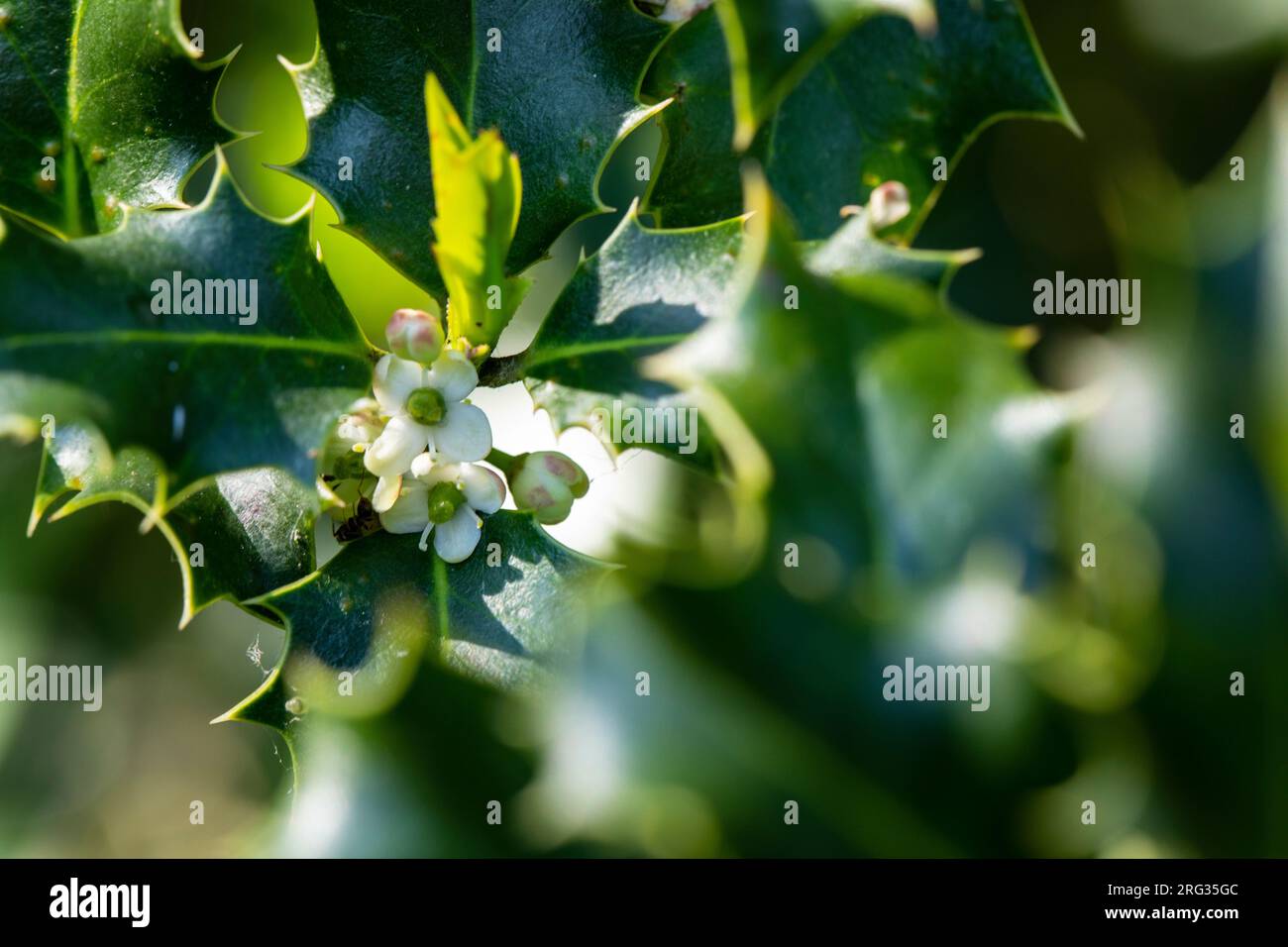 Gewöhnliche Heilige, Ilex aquifolium Stockfoto