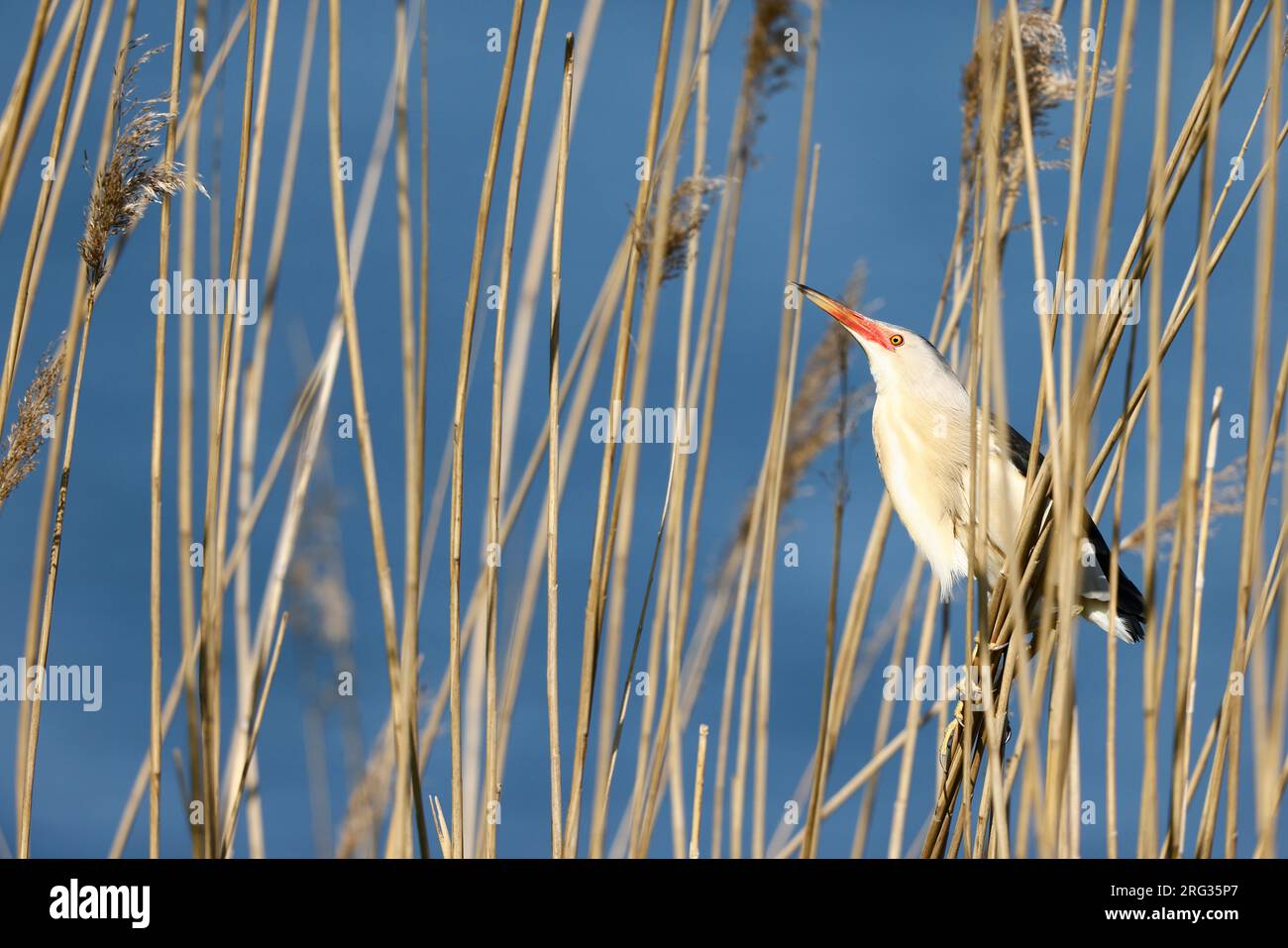 Kleine Bittern in Schilf Stockfoto