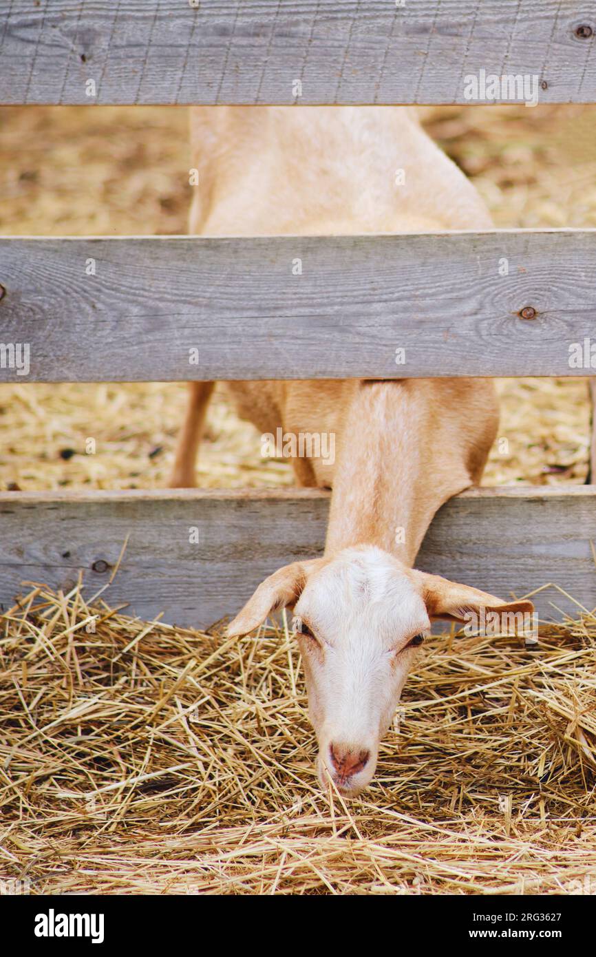 Die Ziege im Stall ernährt sich eifrig vom Heu und wird mit jedem Biss stärker. Stockfoto