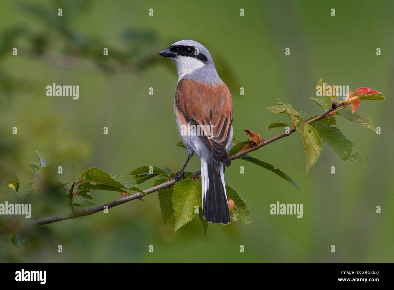 Grauwe Klauwier zittend volwassen Mann in Struik; Neuntöter Männchen im Busch gehockt Stockfoto