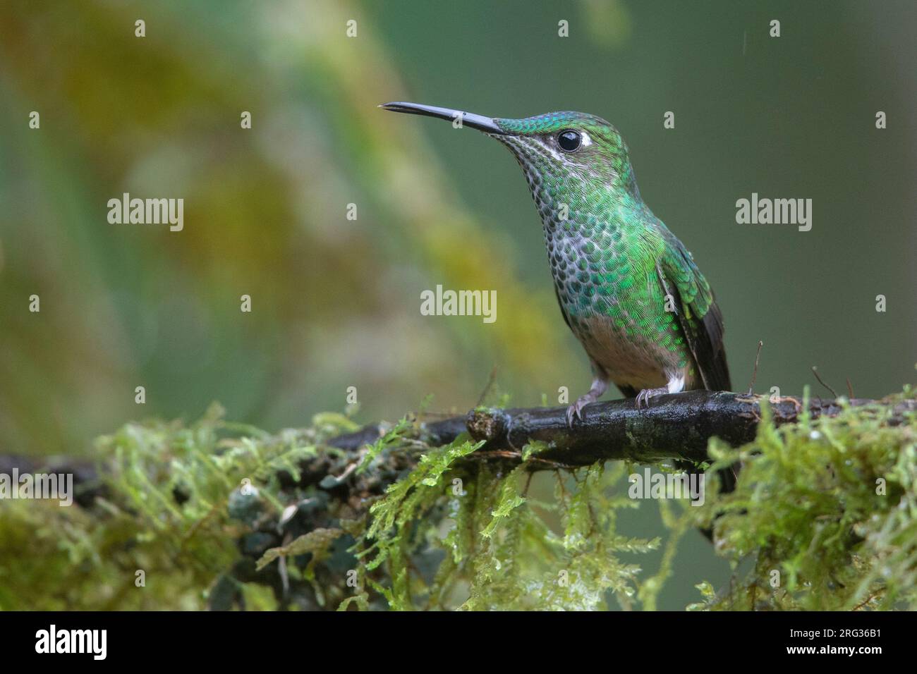 Eine weibliche Brilliant mit Violetfront (Heliodoxa leadbeateri otero) im Manu-Nationalpark, Peru. Stockfoto