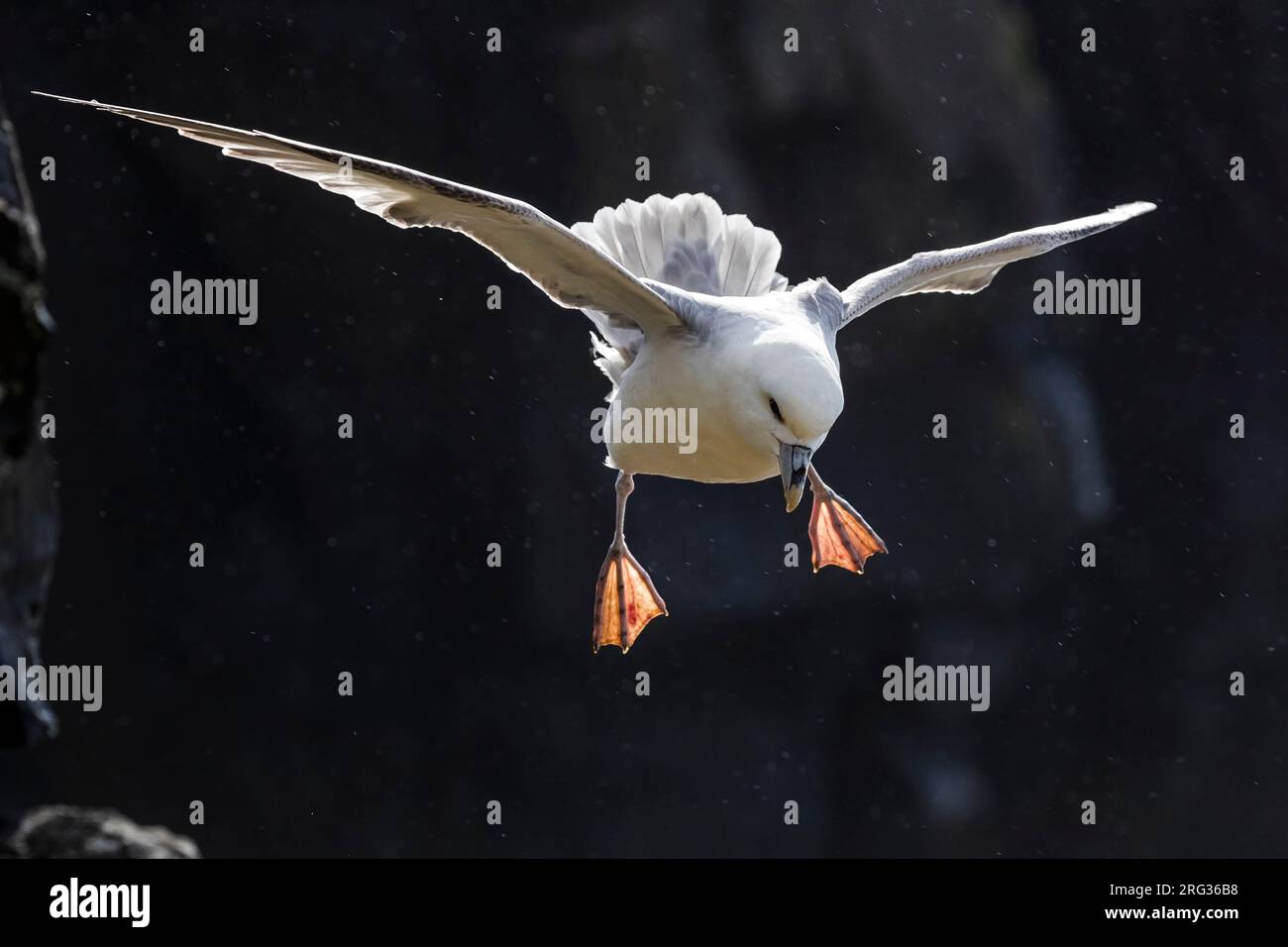 Nördlicher Fulmar (Fulmarus glacialis auduboni) an der Küstenzüchtungskolonie auf Island. Stockfoto