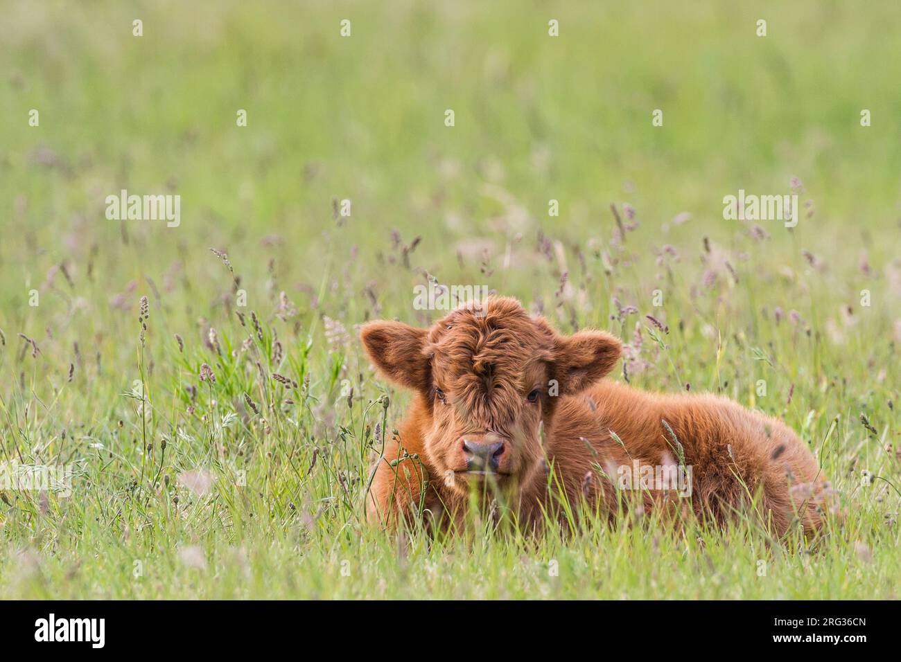 Schotse Hooglander, Scottish Highland Cow Stockfoto