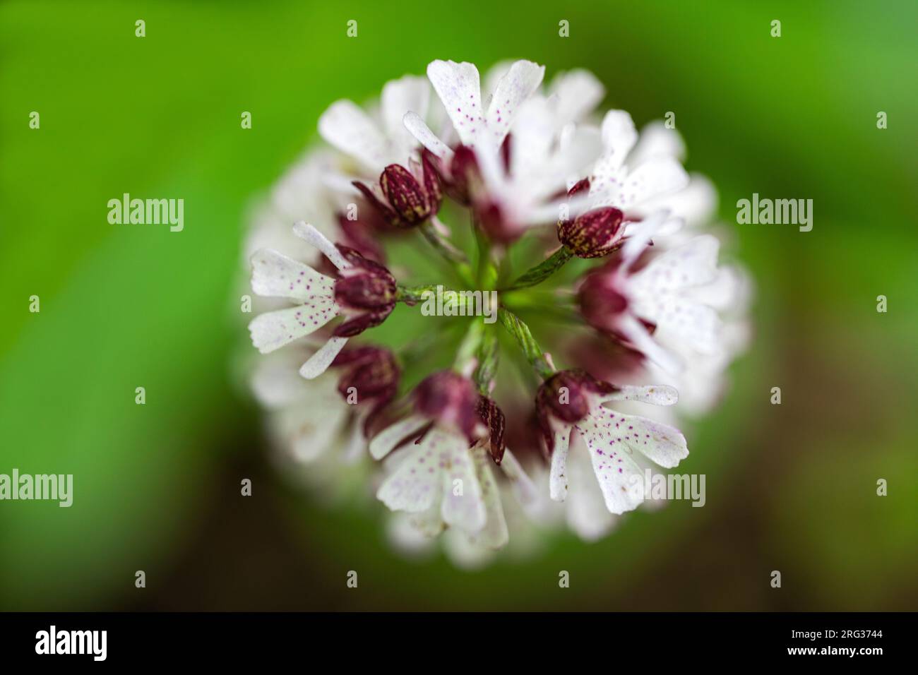 Lady Orchid, Orchis purpurea Stockfoto