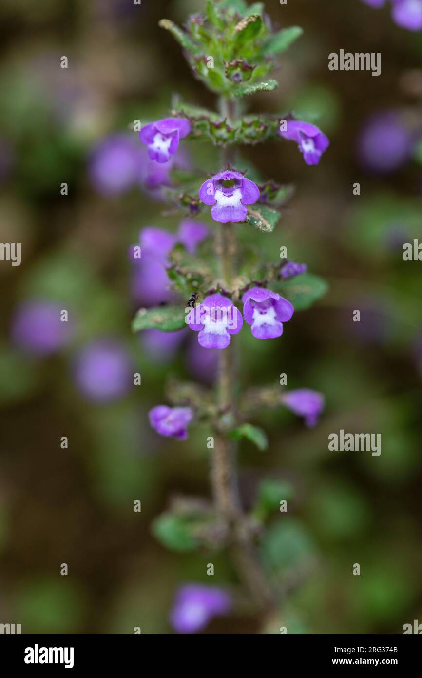 Basilikum Thyme, Clinopodium acinos Stockfoto