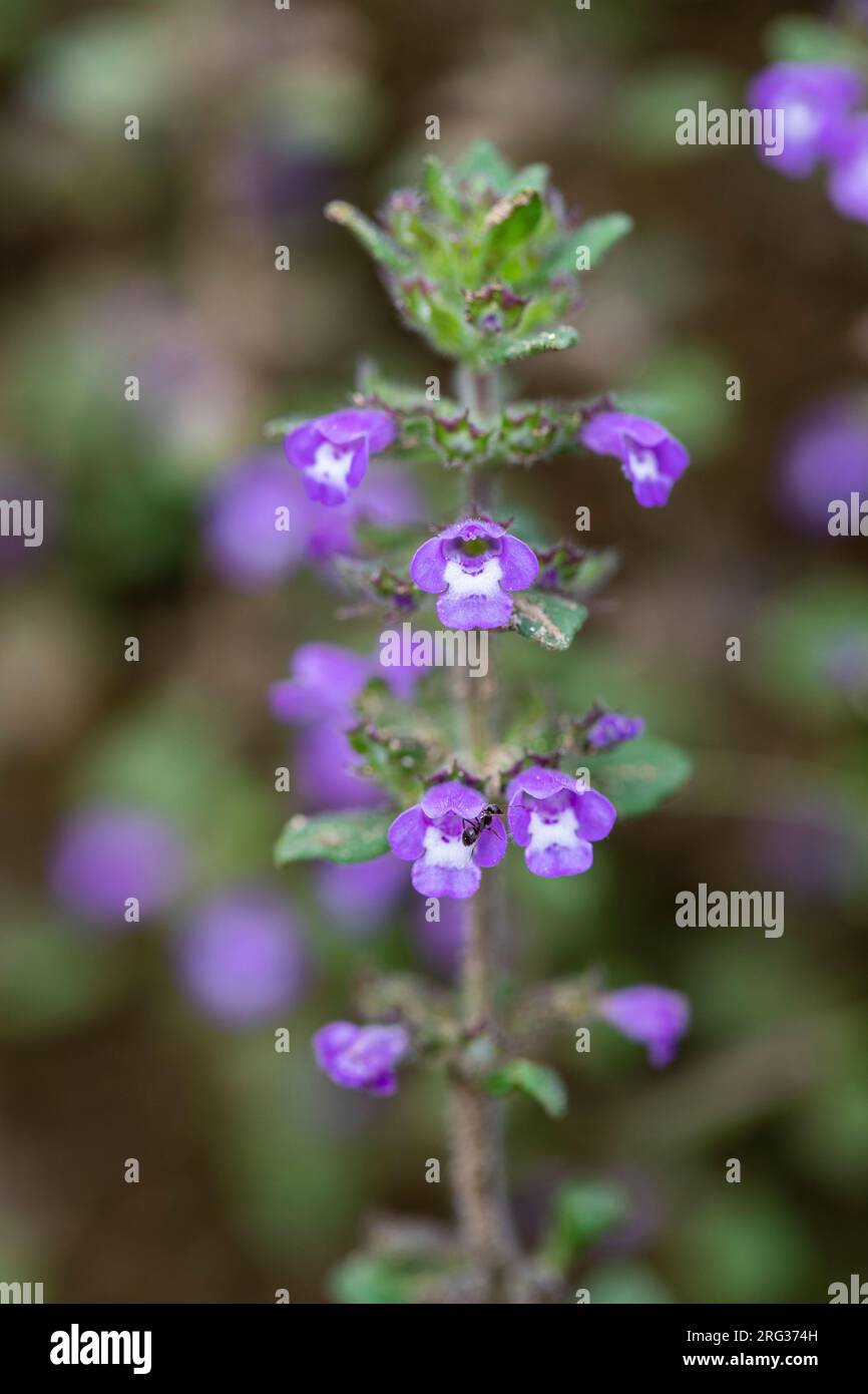 Basilikum Thyme, Clinopodium acinos Stockfoto