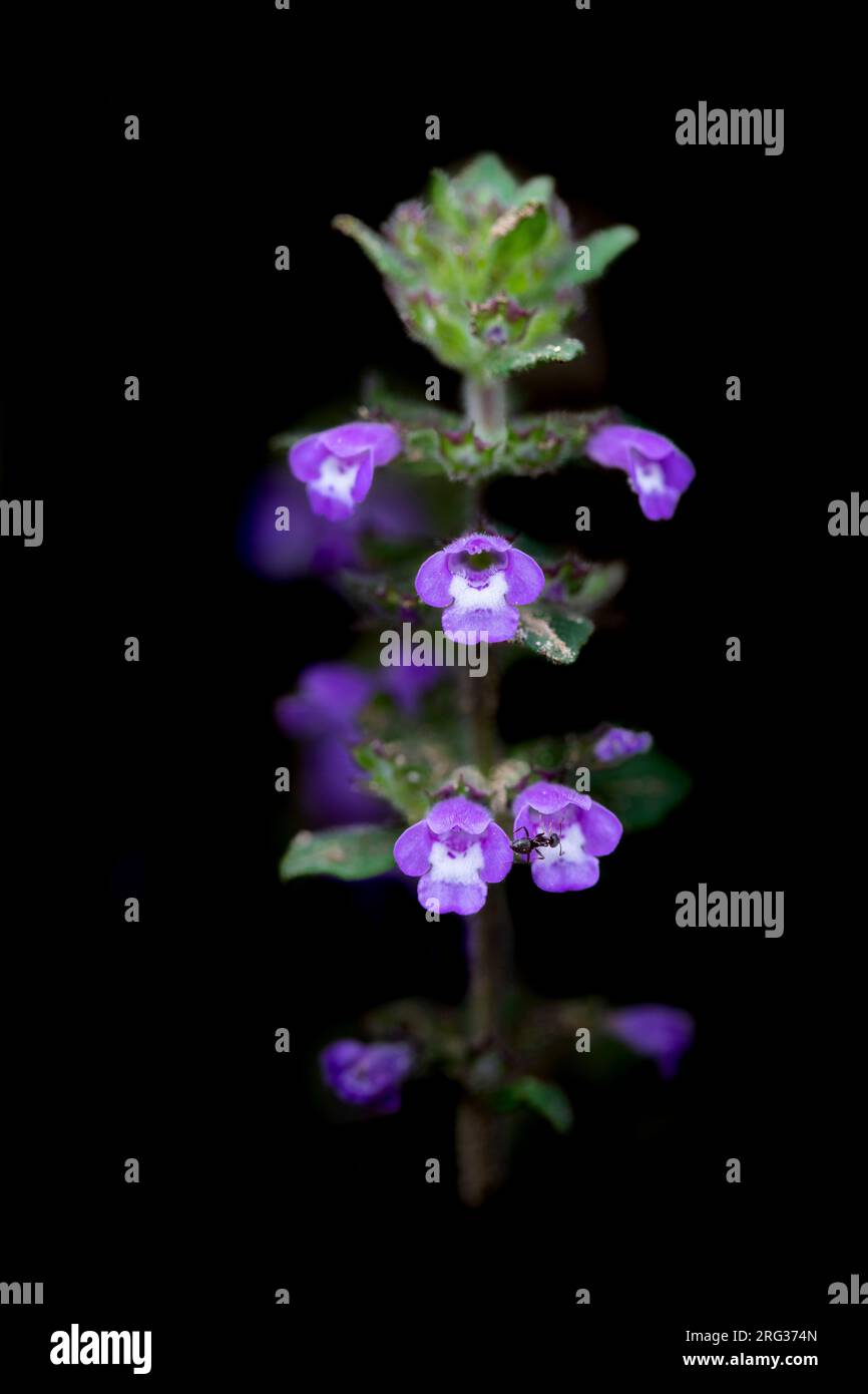 Basilikum Thyme, Clinopodium acinos Stockfoto