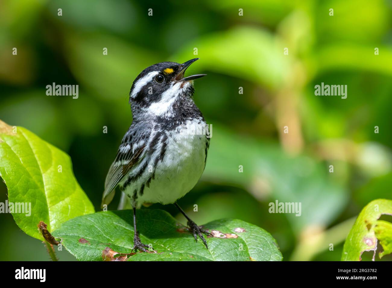 Eine schöne Nahaufnahme eines erwachsenen männlichen Black-throated Gray Warbler, der mit offenem Schirm und nach hinten geneigtem Kopf auf einem Blatt singt. Stockfoto