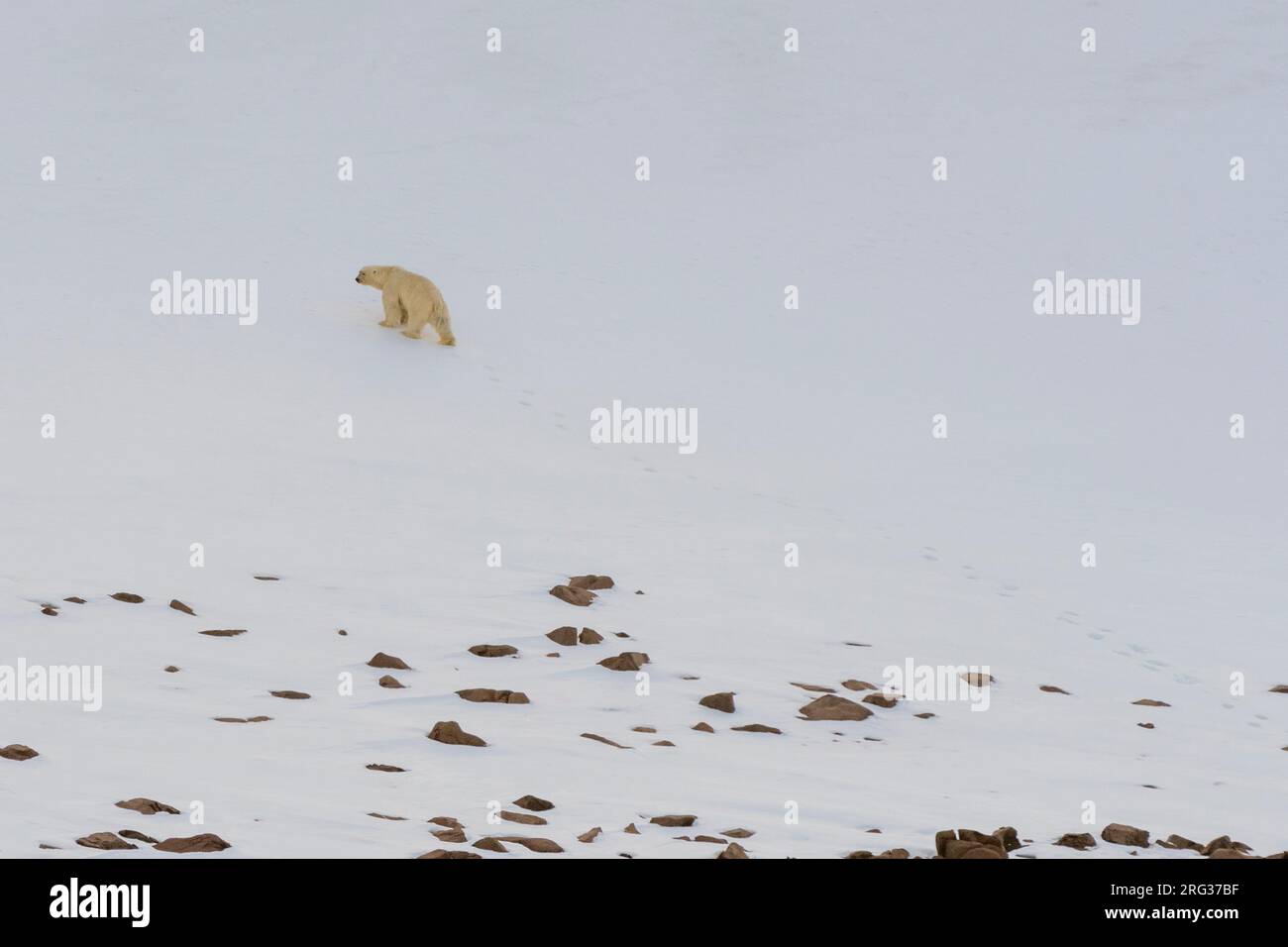 Ein eineinziger Eisbär, Ursus maritimus, auf der Insel Wilhelmoya. Hinlopenstraße, Nordaustlandet, Spitzbergen, Norwegen. Stockfoto