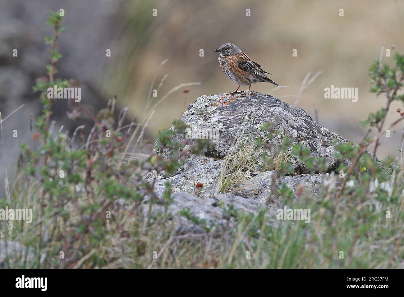 Altai Accentor (Prunella himalayana) in der Mongolei. Stockfoto