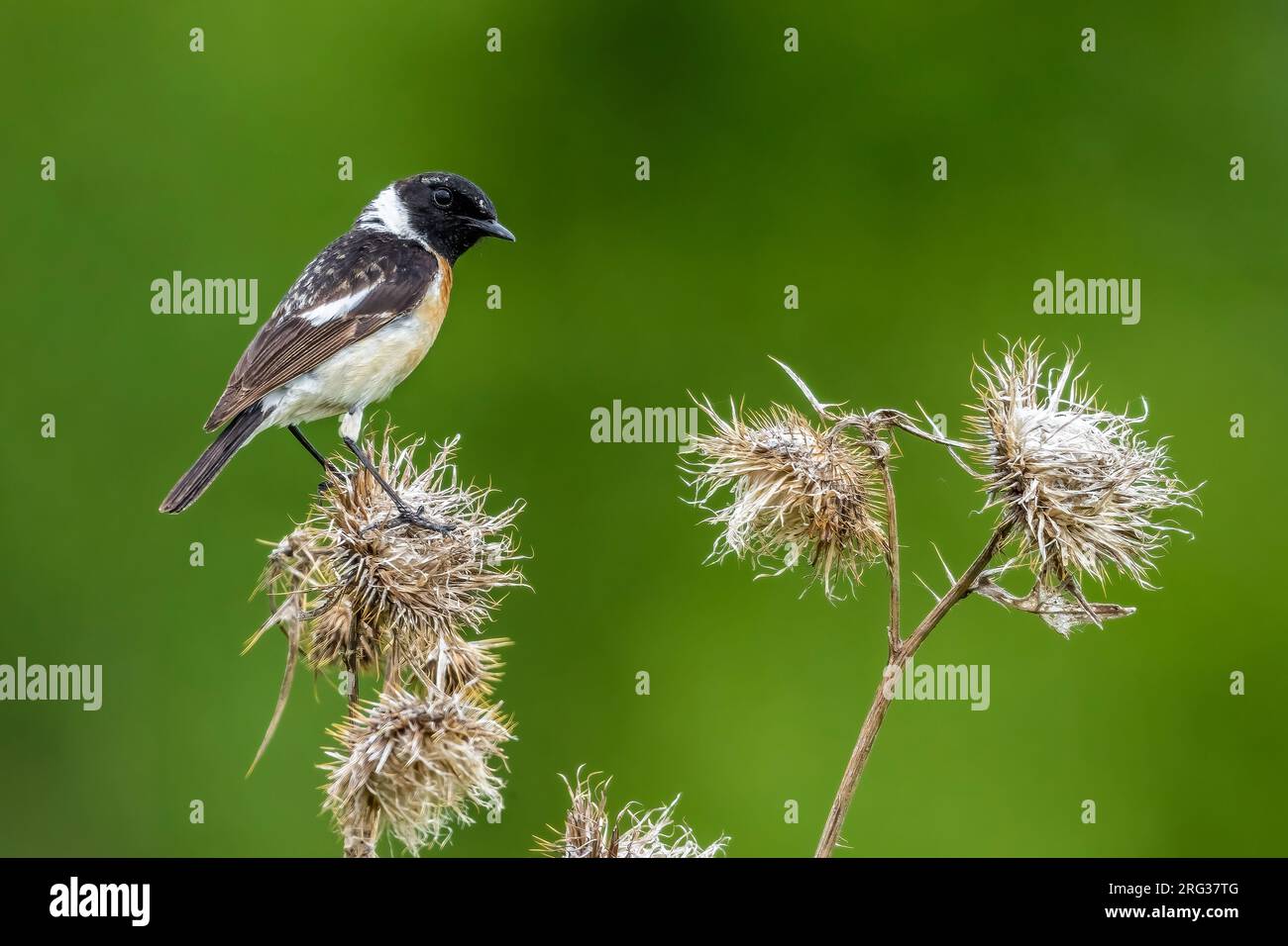 Männlicher Sibirianer Stonechat (Saxicola maurus maurus) alias Eastern Stonechat auf einem Ast, Monetnny, Russische Föderation. Stockfoto