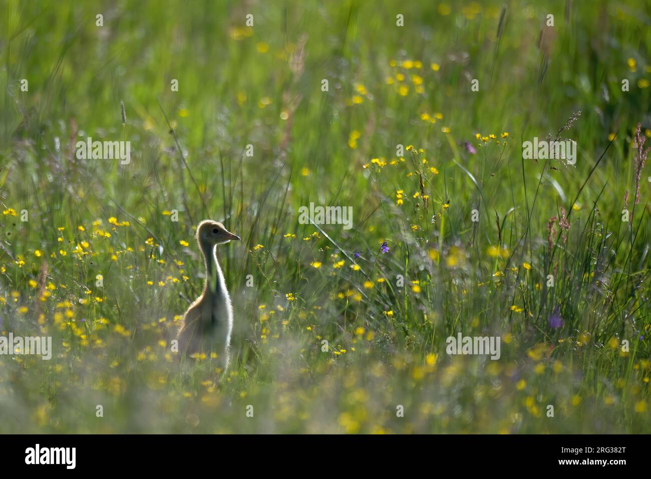 Junger Gemeiner Kran (Grus grus), Seitenansicht der Küken, die auf einer Wiese mit Butterblumen stehen. Stockfoto