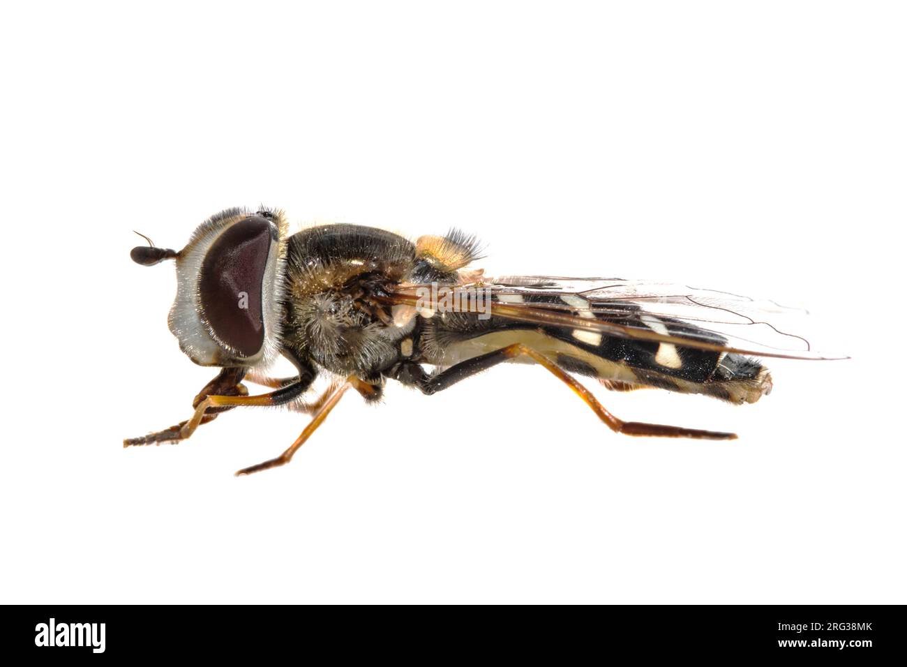 Hündfliege, Witte halvemaanzweefvlieg, Scaeva pyrastri Stockfoto