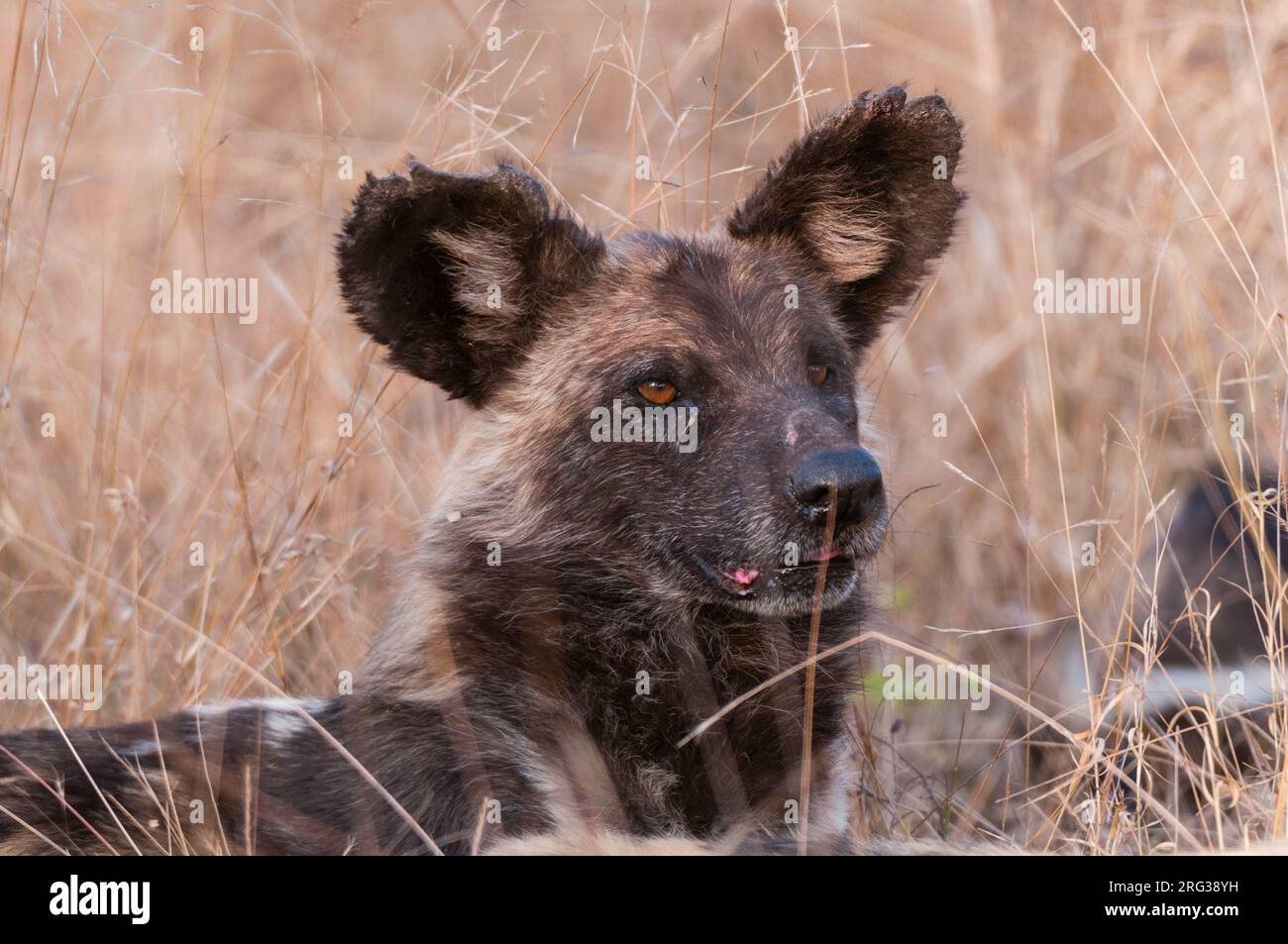 Porträt eines afrikanischen Wildhundes, eines Cape-Jagdhundes oder eines bemalten Wolfes, Lycaon pictus. Mala Mala Game Reserve, Südafrika. Stockfoto